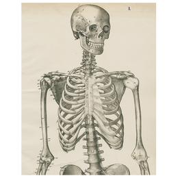 Skeleton, Front View (p 217)