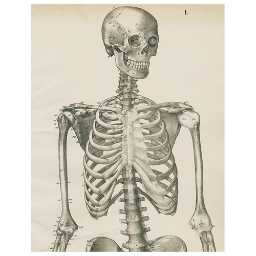 Skeleton, Front View (p 217)