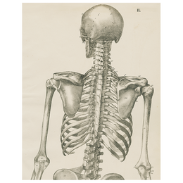 Skeleton, Back View (p 218)