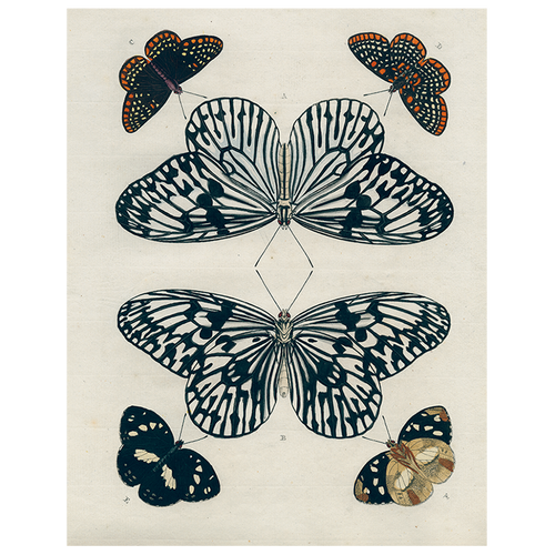 Mirrored Butterfly (p 228)
