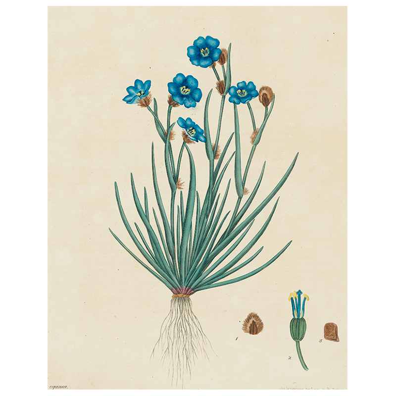 Blue Flowers (p 235)