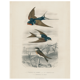 Swallows (3 Birds) (p 236)