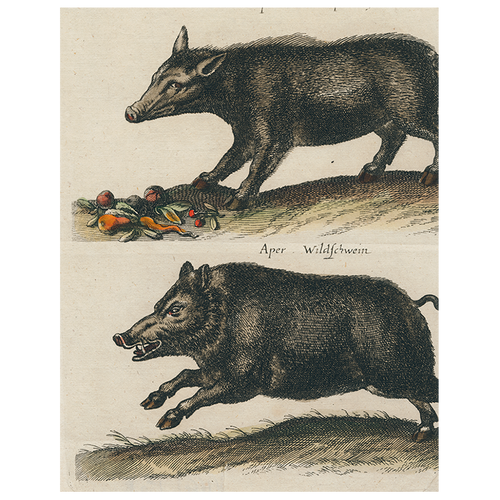 Black Boar / Wild Boar (p 243)