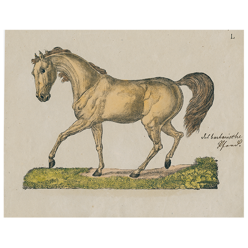 Horse Posing L (p 245)