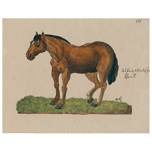 Horse Posing LIV (p 246)