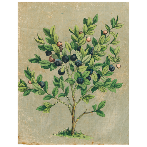 Blueberries (p 249)