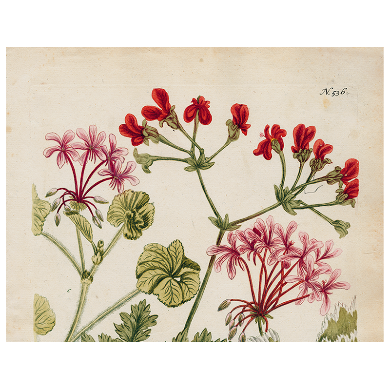 Geranium 536 (p 253)