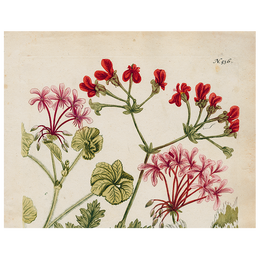 Geranium 536 (p 253)