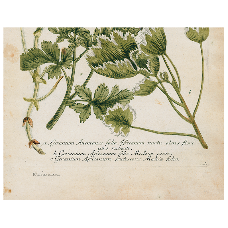 Geranium 536 (p 254)
