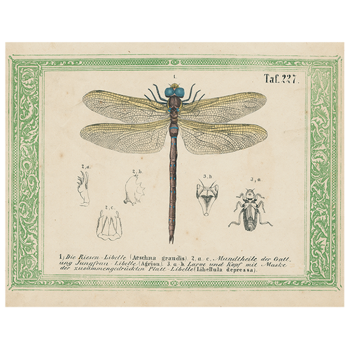 Dragonfly Taf. 227 (p 256)