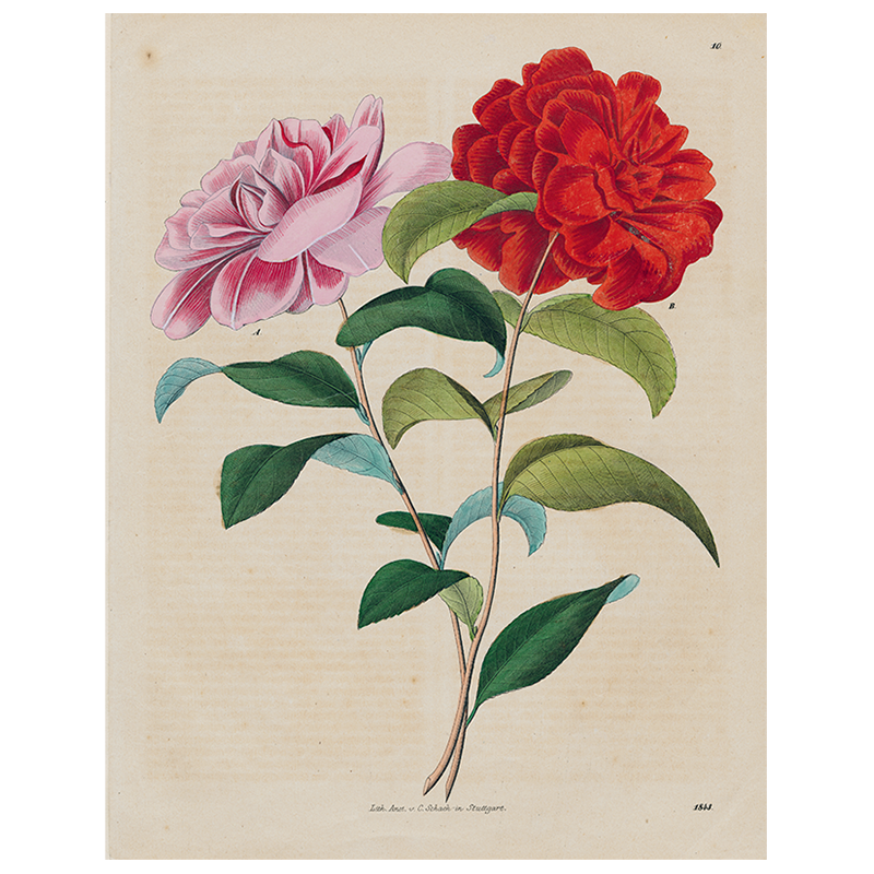 Stuttgart Flower (p 258)