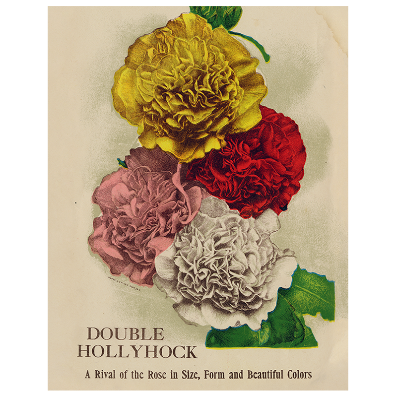 Double Hollyhock (p 265)
