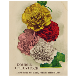 Double Hollyhock (p 265)