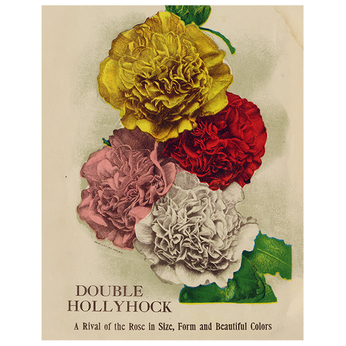 Double Hollyhock (p 265)