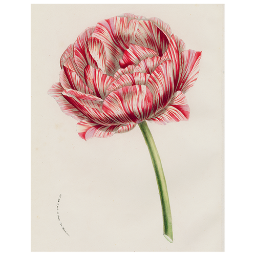 Double Tulip (p 271)