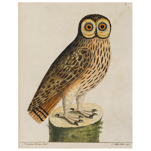 #1-Great Brown Owl (p 273)