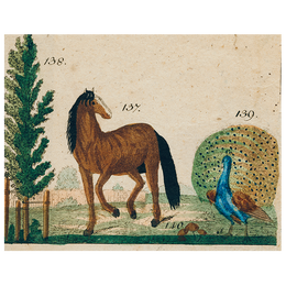 Horse and Peacock (p 277)
