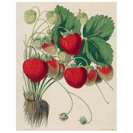 Strawberries (p 280)