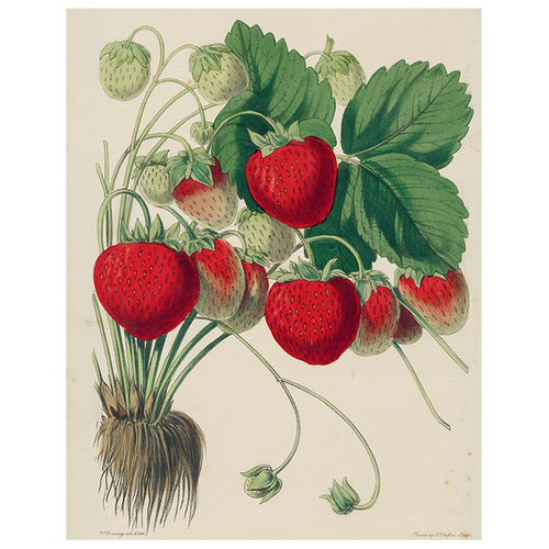 Strawberries (p 280)