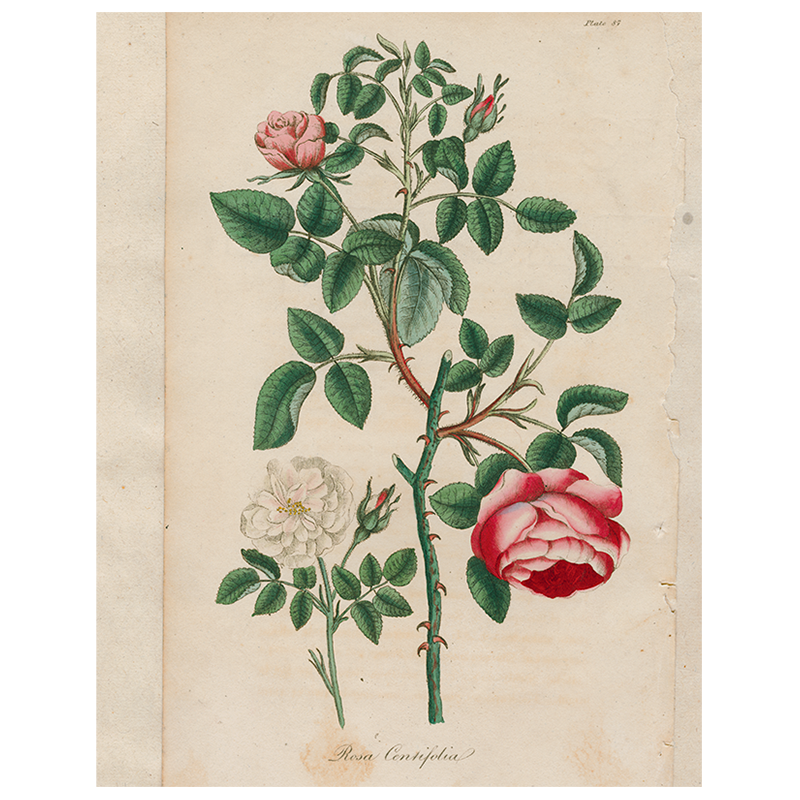Rosa (p 282)