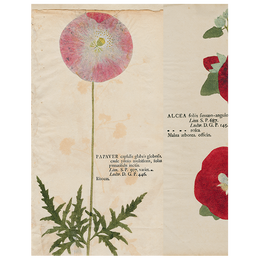 Pink Poppy / Hollyhock / Iris (p 283)