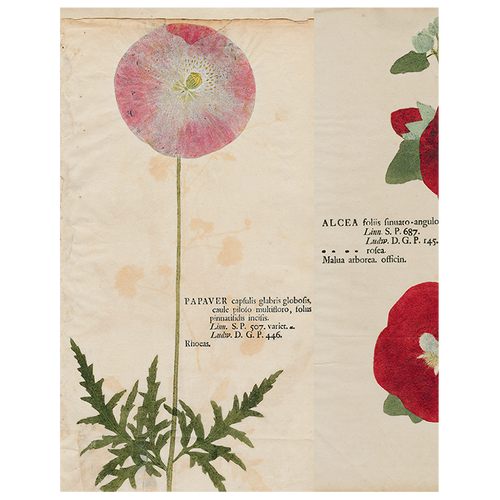 Pink Poppy / Hollyhock / Iris (p 283)