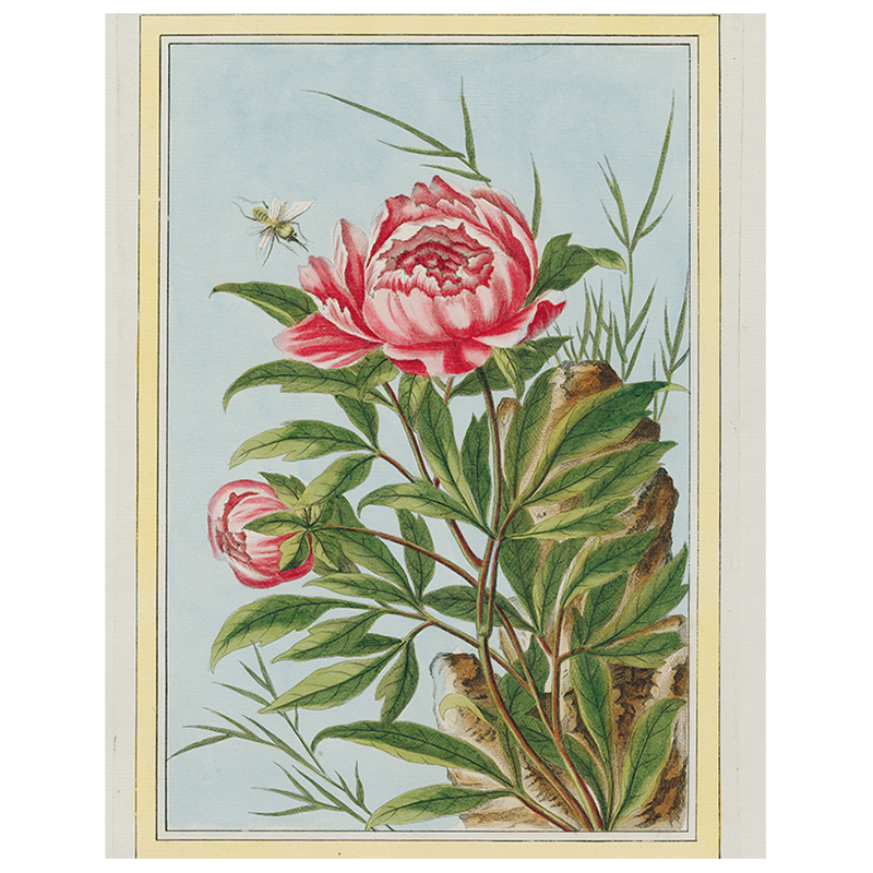 Peony (p 288)