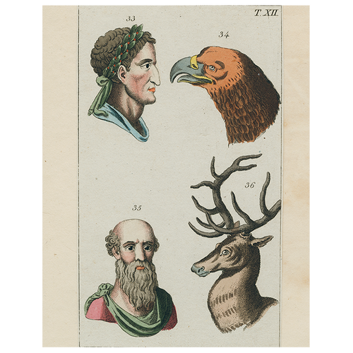 Animal Profiles-Eagle (p 289)