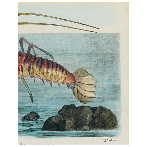 Aliusta Comune Lobster (p 298)