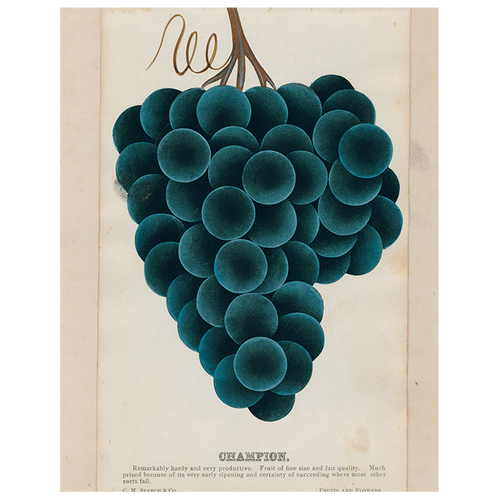 Champion (Grapes) (p 309)