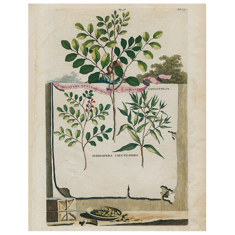 Indigofera Rotundifolia / Indigofera Longifolia (p 315)