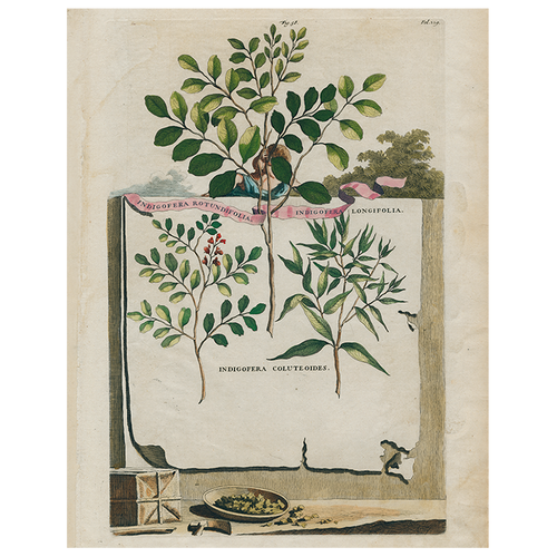 Indigofera Rotundifolia / Indigofera Longifolia (p 315)