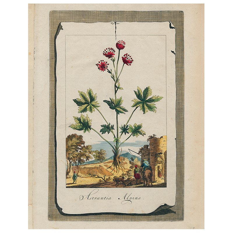 Astrantia (p 316)