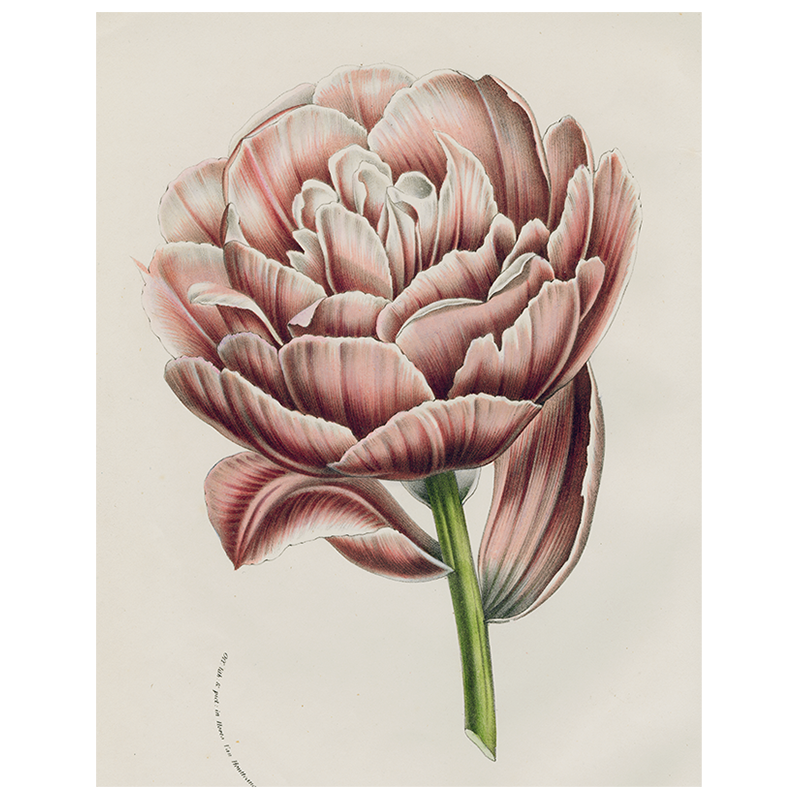 Koning (p 317)