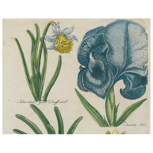 Daffodil / Iris / Golden Amaryllis / Double Amaryllis / Amaryllis / Peach Iris (p 319)