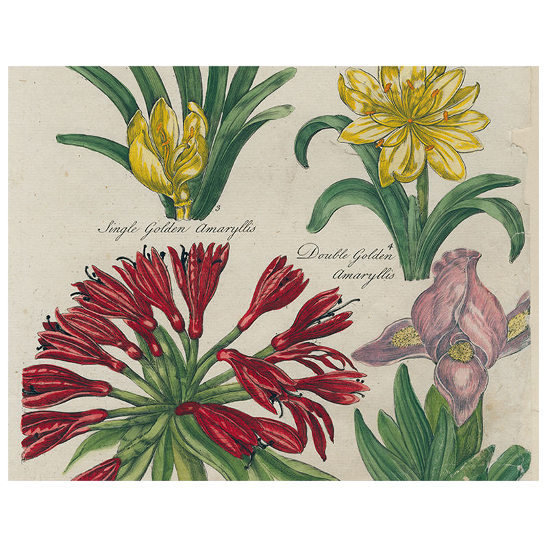 Daffodil / Iris / Golden Amaryllis / Double Amaryllis / Amaryllis / Peach Iris (p 320)