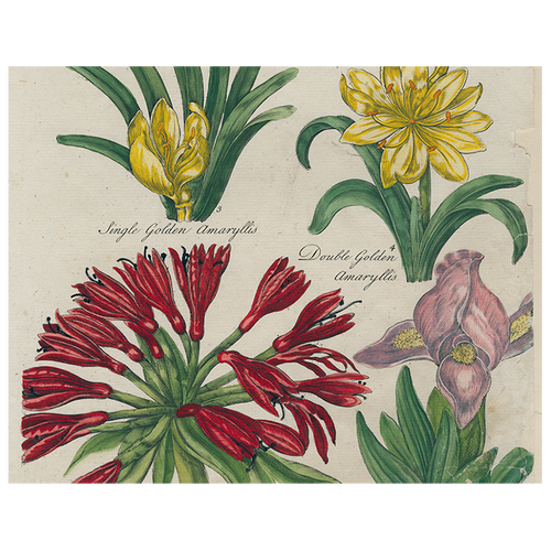Daffodil / Iris / Golden Amaryllis / Double Amaryllis / Amaryllis / Peach Iris (p 320)