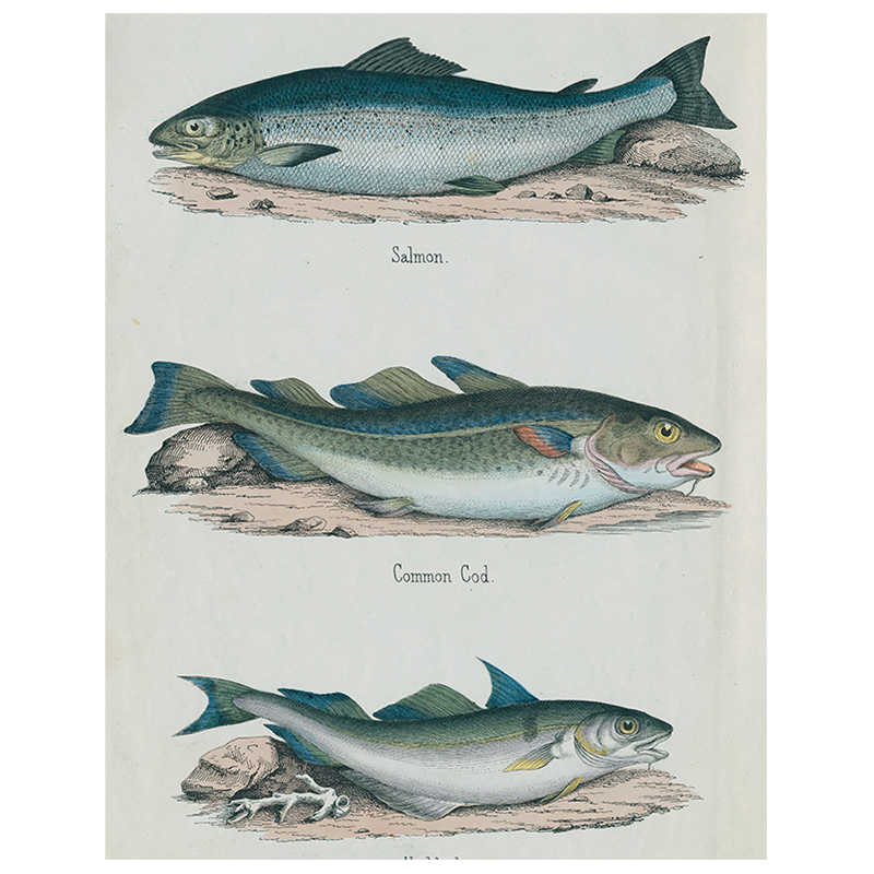 Salmon / Common Cod / Haddock (p 322)