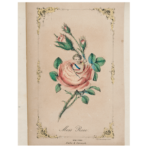 Moss Rose Cupid (p 333)