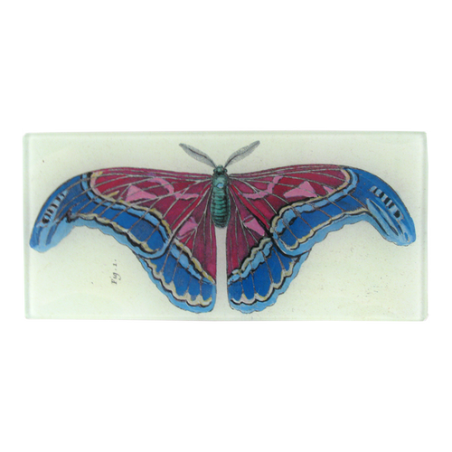 Figure 1 Pink Blue Butterfly