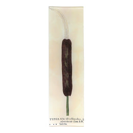 Typha - FINAL SALE