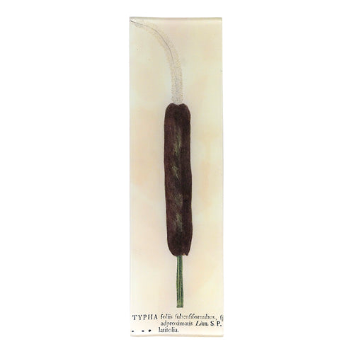 Typha - FINAL SALE