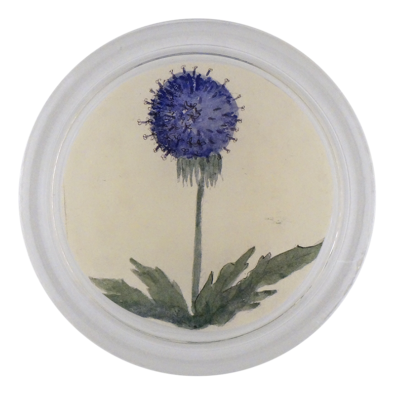 Blue Dandelion