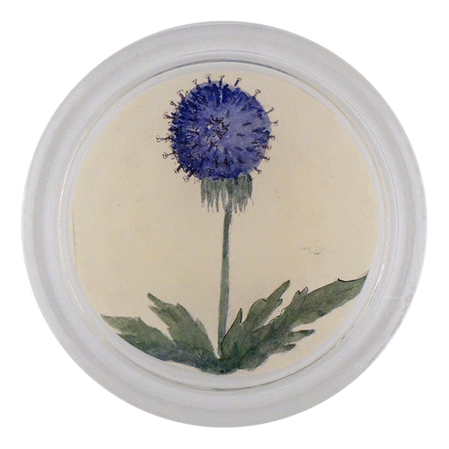 john derian Blue Dandelion 4 john derian Blue Dandelion 4