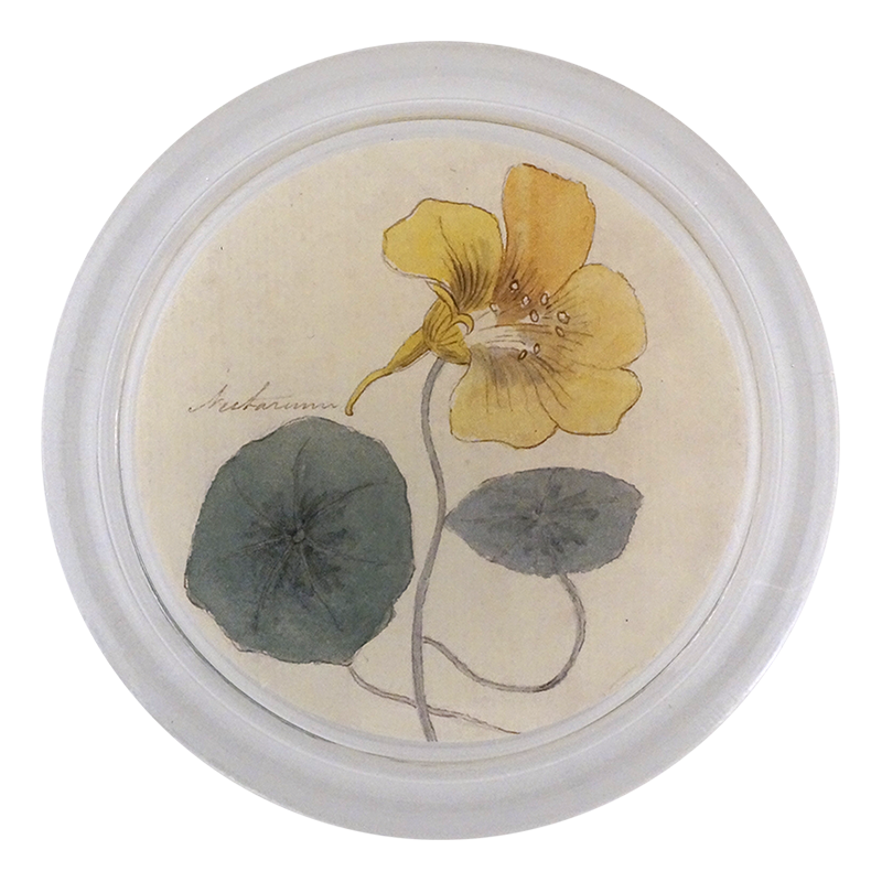 Nasturtium
