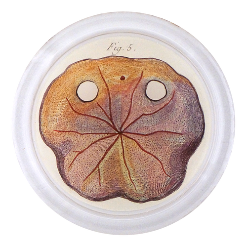 Urchin Fig. 5 (Pl. 147)