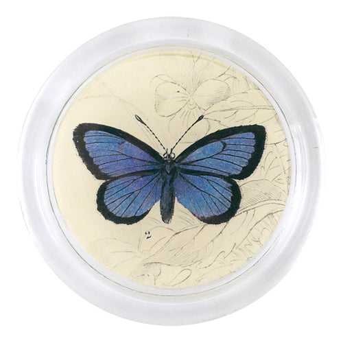 Alcon Blue Butterfly (19th c. Naturalist)