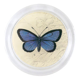 Alcon Blue Butterfly - FINAL SALE