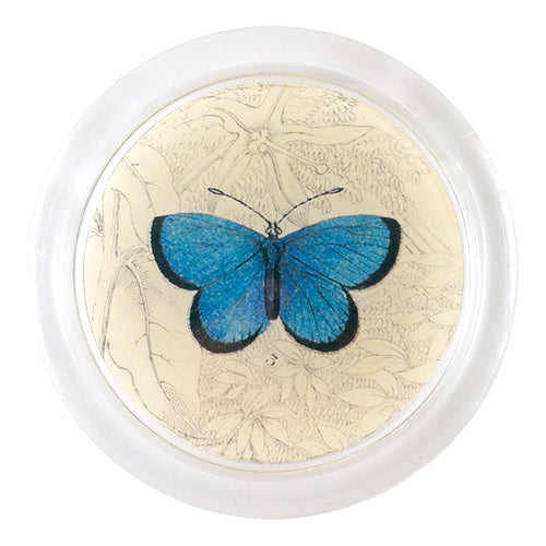 Argus Butterfly (19th c. Naturalist)