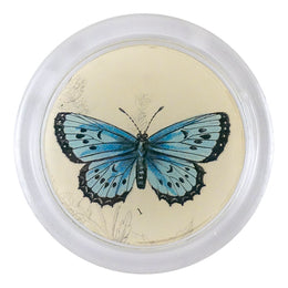 Arion Butterfly (19th c. Naturalist)